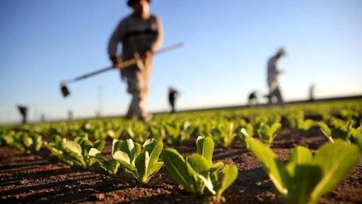 Agricoltura, proroga per scadenze di bandi e interventi per vino ortofrutta e carburanti