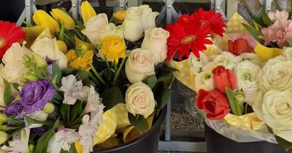 Fiori gratis del “Girasole”