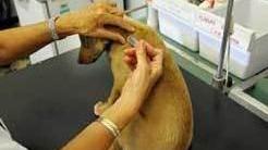 Sterilizzazione gratuita per cani e gatti