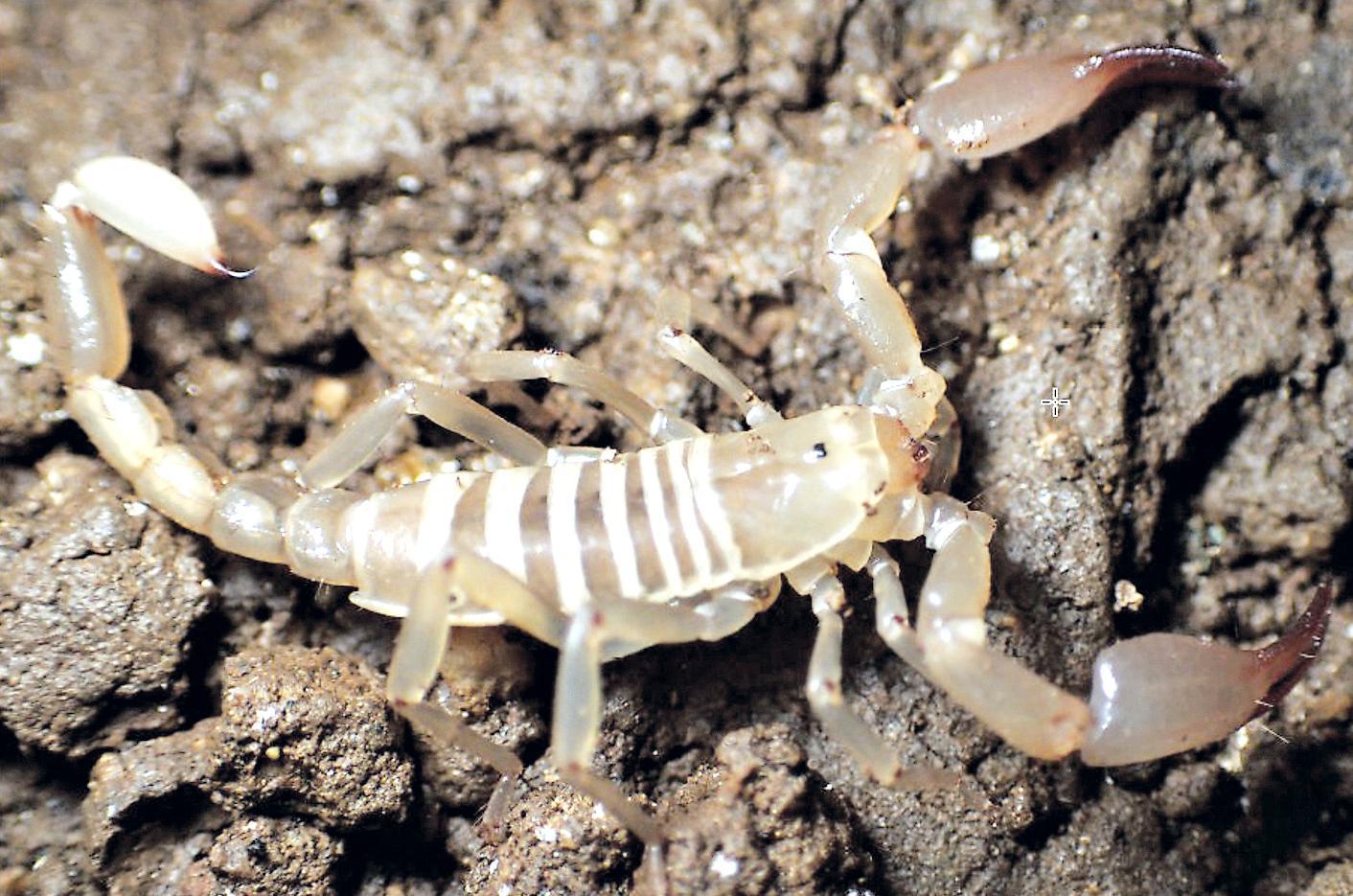 Uno scorpione sconosciuto vive nelle grotte d’Ogliastra 