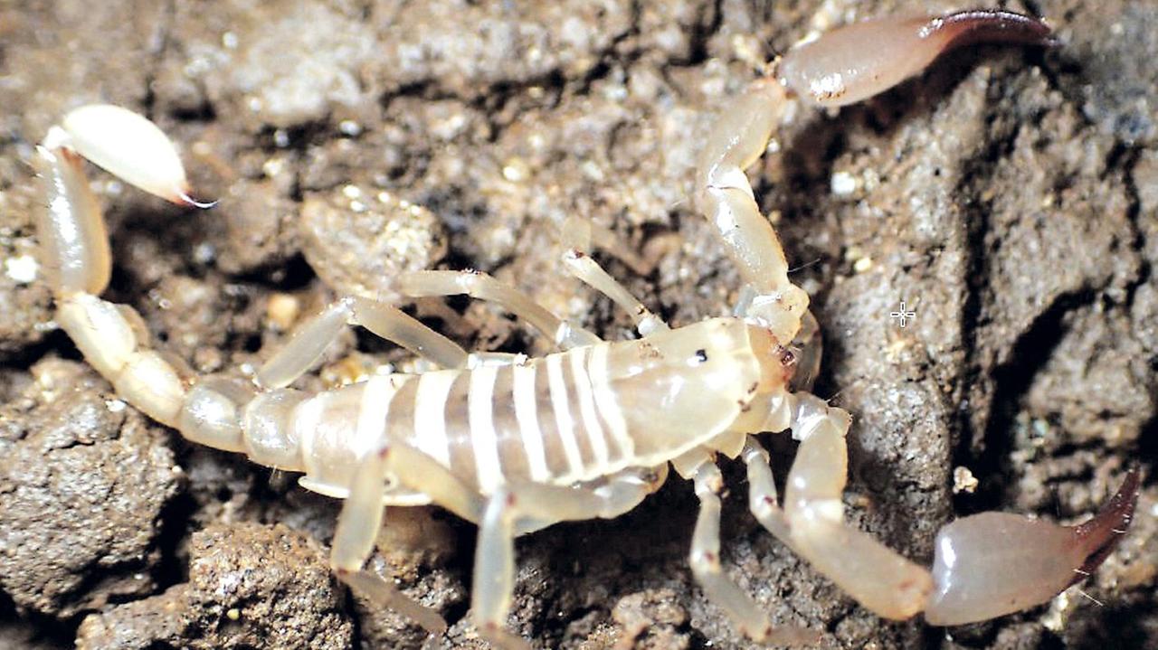 Uno scorpione sconosciuto vive nelle grotte d’Ogliastra 