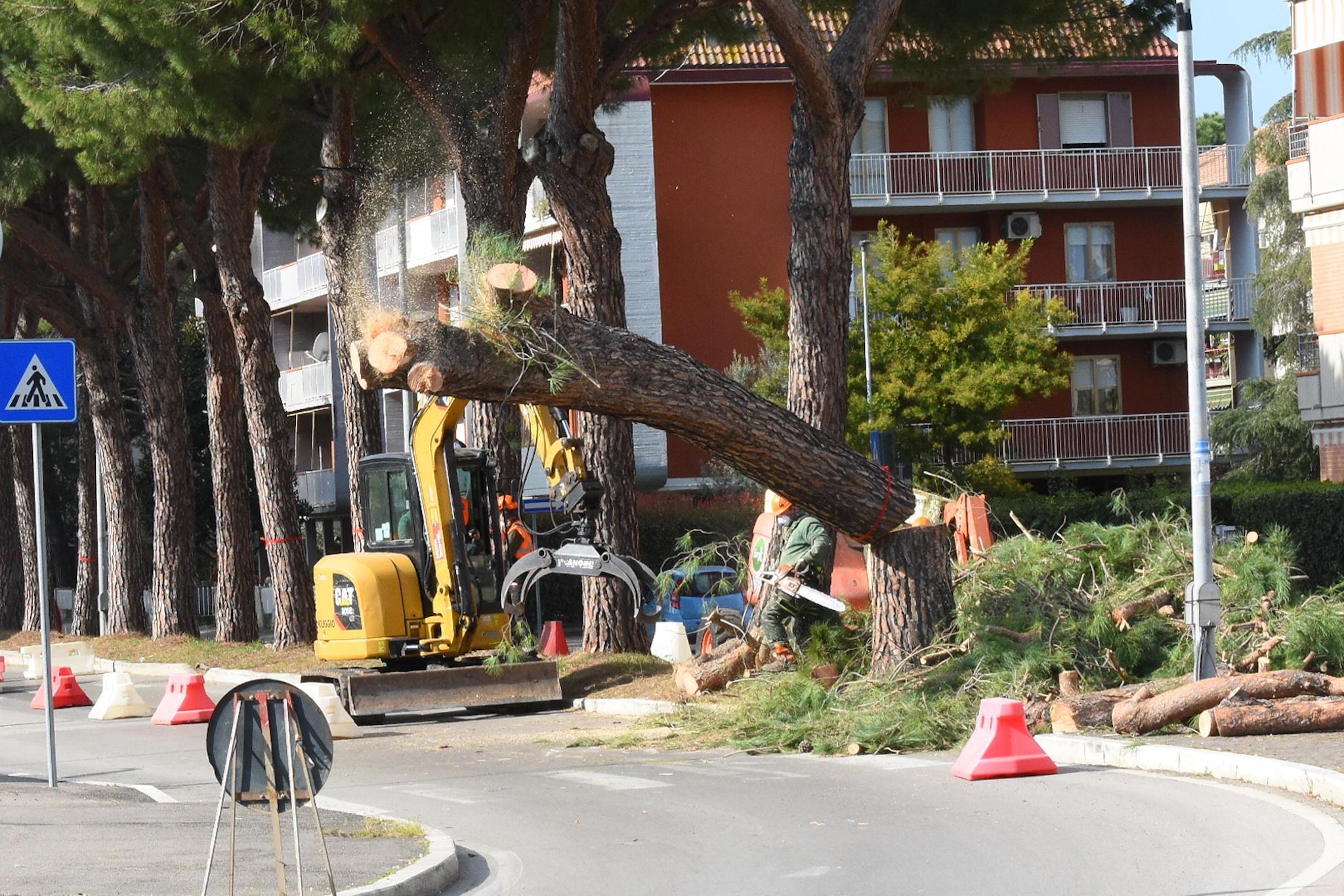 Iniziato l'abbattimento dei pini in viale Mascagni