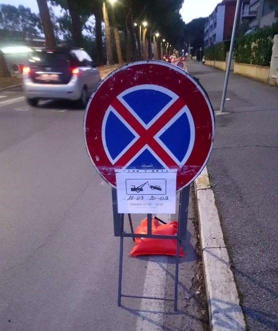 Tre istanze per salvare i pini di viale Mascagni 