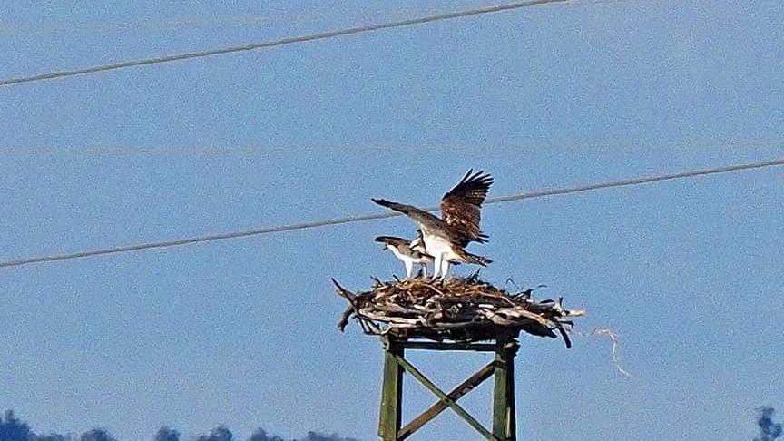 Ameriga e Sky nel nido al Padule Orti Bottagone