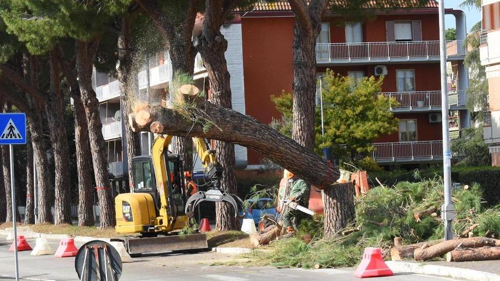 In viale Mascagni si abbattono i 52 pini Gac sporge denuncia contro il Comune