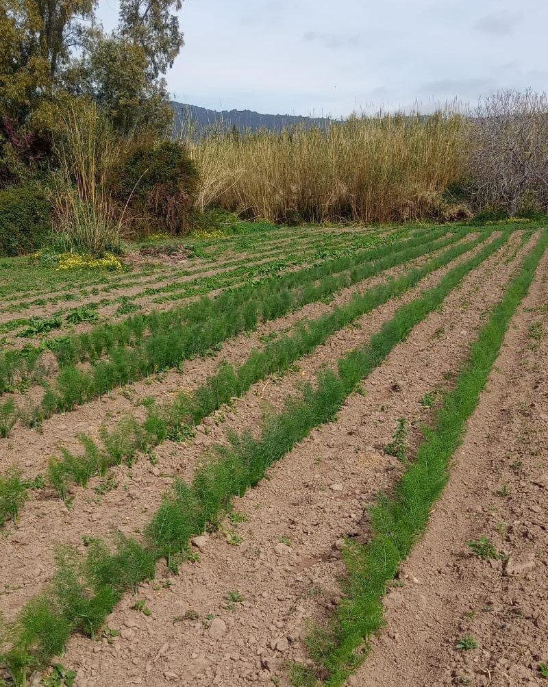 Campi allo stremo: è allarme siccità 