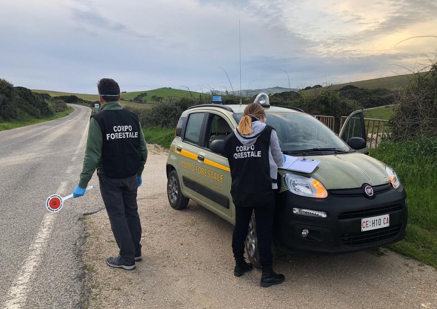 Thiesi, ruba dalla strada un cinghiale investito 