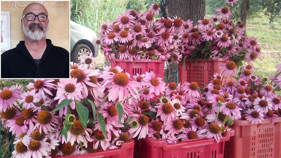 Marco Tassinaro, uno dei soci della cooperativa Principio Attivo e alcuni fiori raccolti che poi vengono trasformati in cibo e prodotti per il benessere
