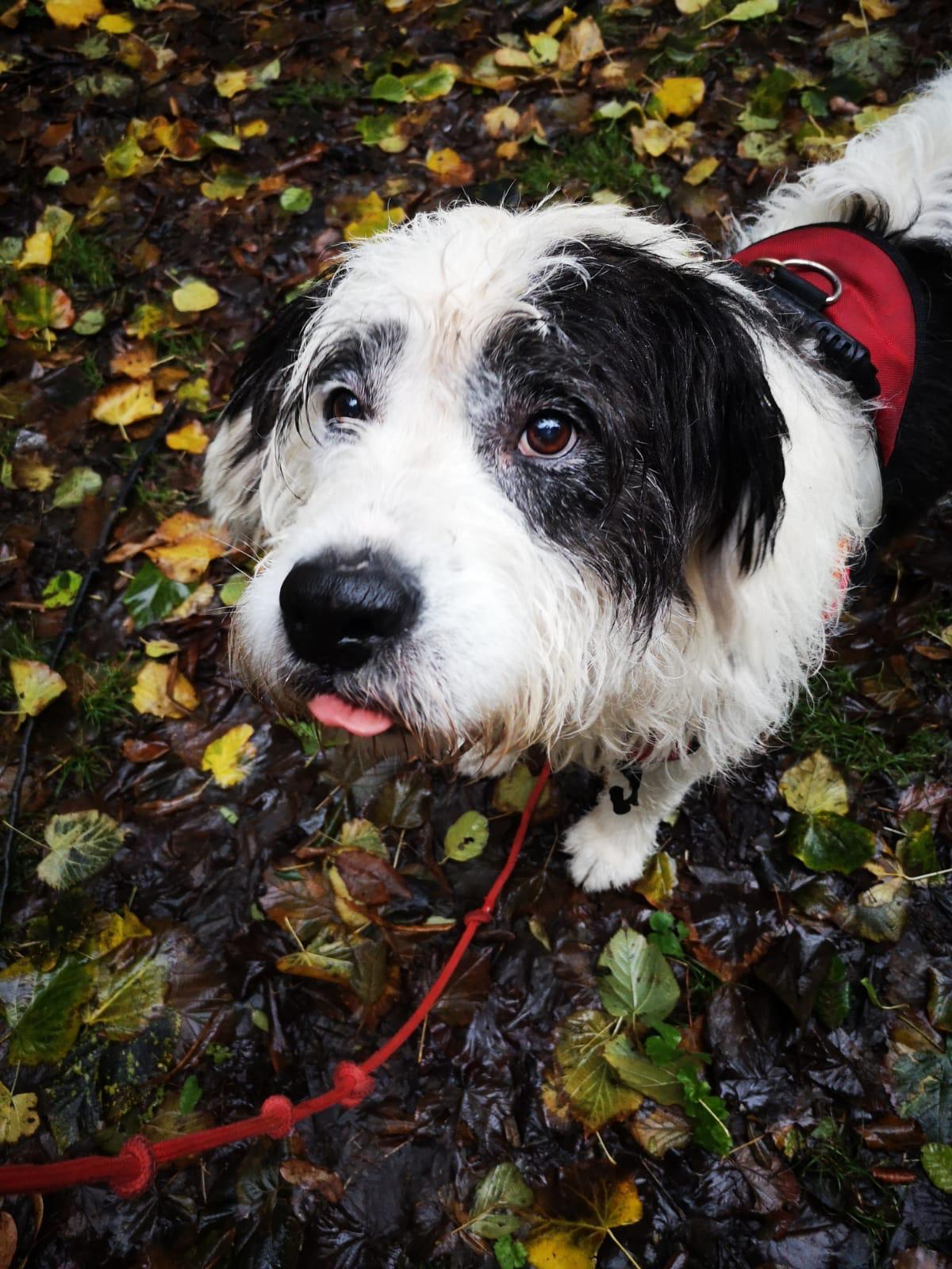 Billy, il cagnolone che rischia di morire di tristezza 