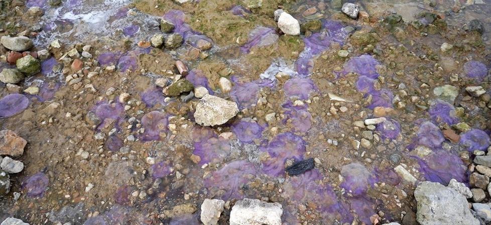 Le ultime mareggiate portano in piazza centinaia di meduse 