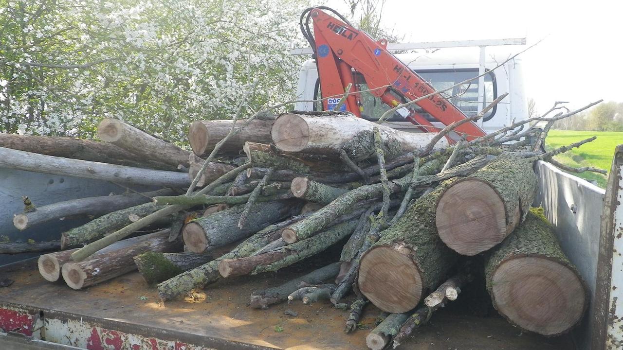 Il legno tagliato da un cittadino di Correggio denunciato per furto dalla municipale