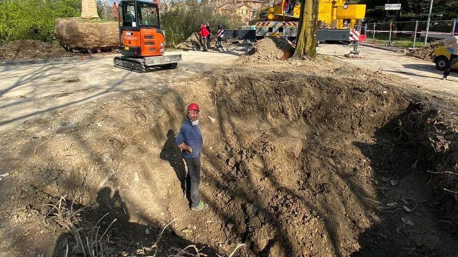 Trapiantato un bagolaro un altro è stato abbattuto