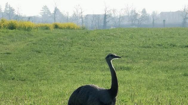 Nandù avvistato in un campo «Sarà la nostra mascotte»