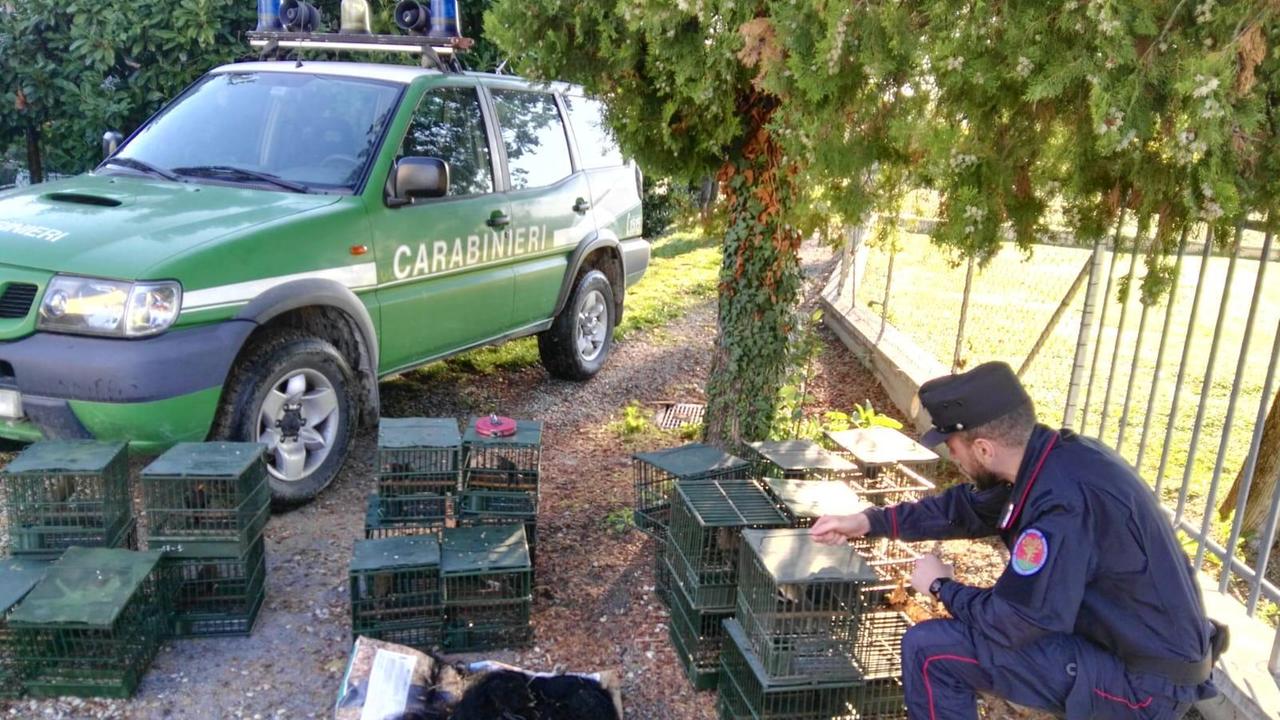 Trappole con cappio per catturare uccellini: denunciato bracconiere