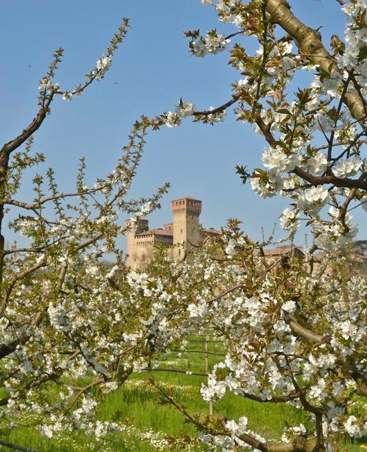 Ciliegie, fioritura alle porte «Le premesse sono buone» 