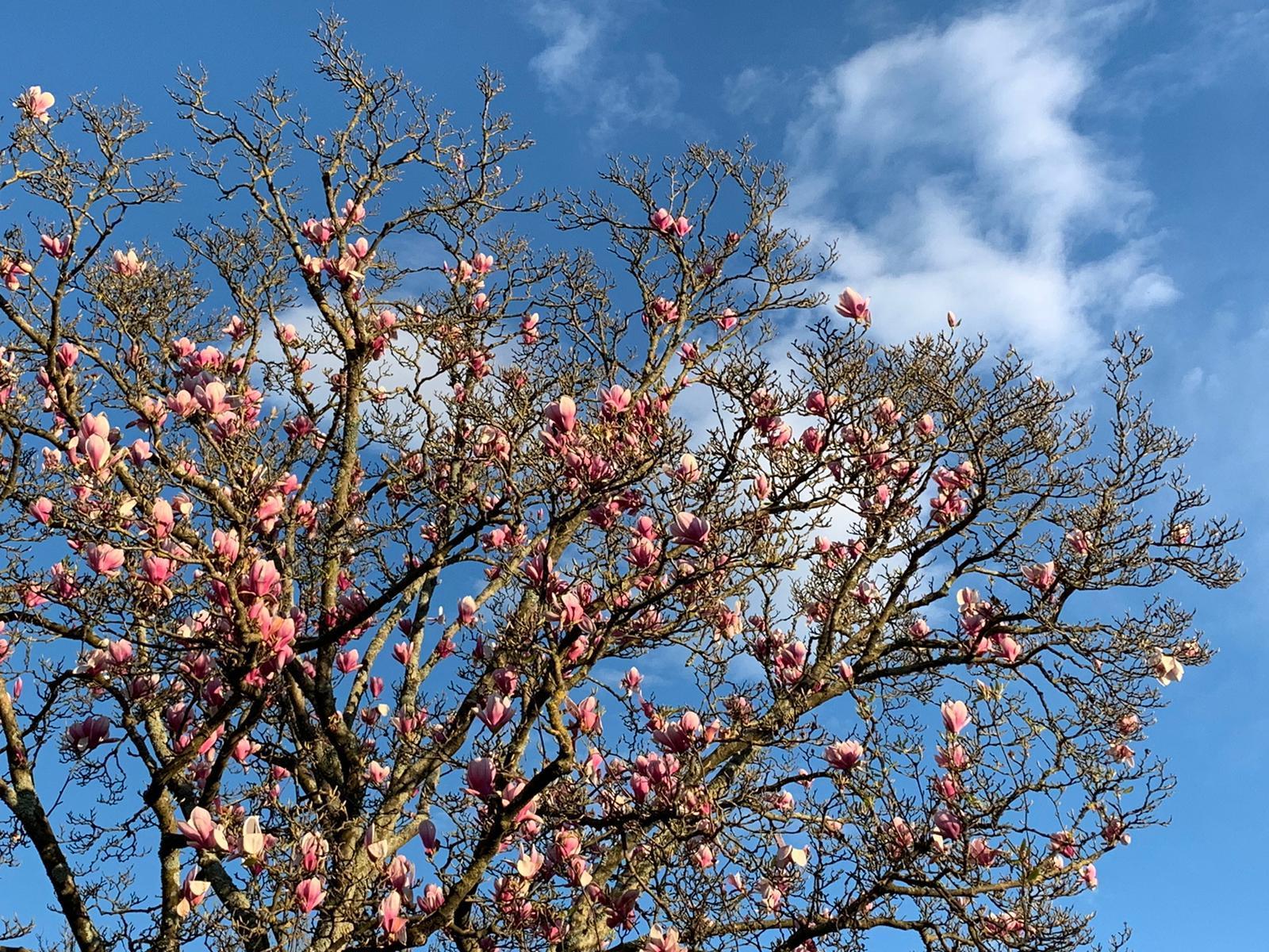 Resistere a primavera 