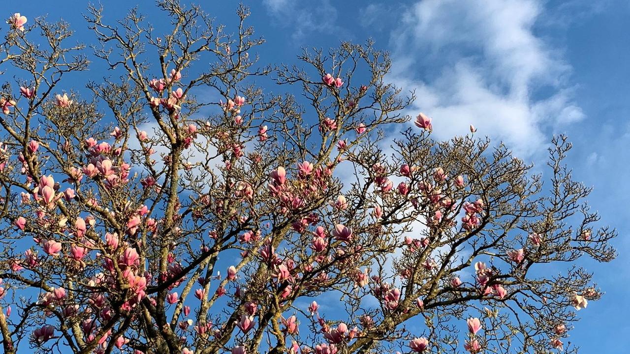 Resistere a primavera