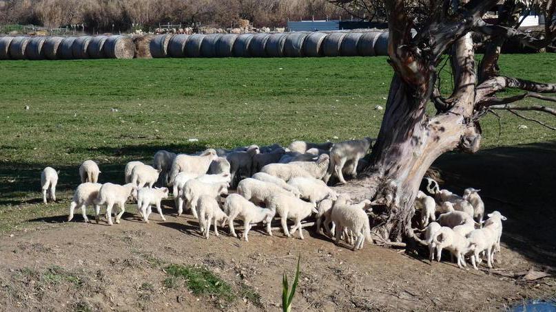 Surplus di produzione latte La soluzione è lo stoccaggio