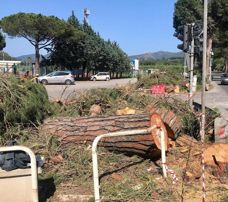 Un incontro online col sindaco sulla vicenda del taglio dei pini 