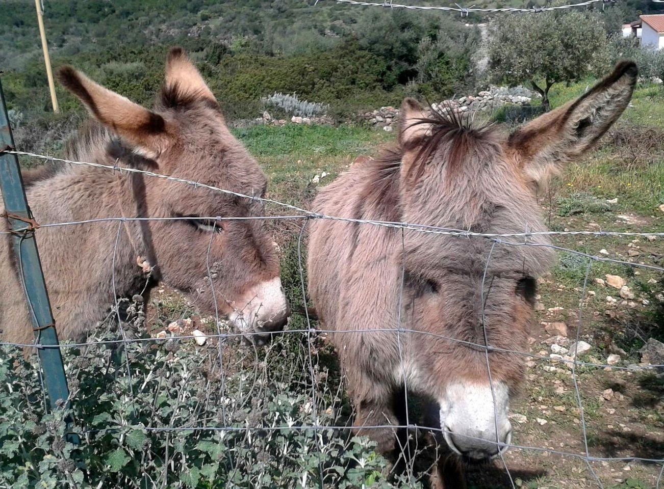 Coronavirus, Meana Sardo: a 81 anni in sella all'asino con la mascherina