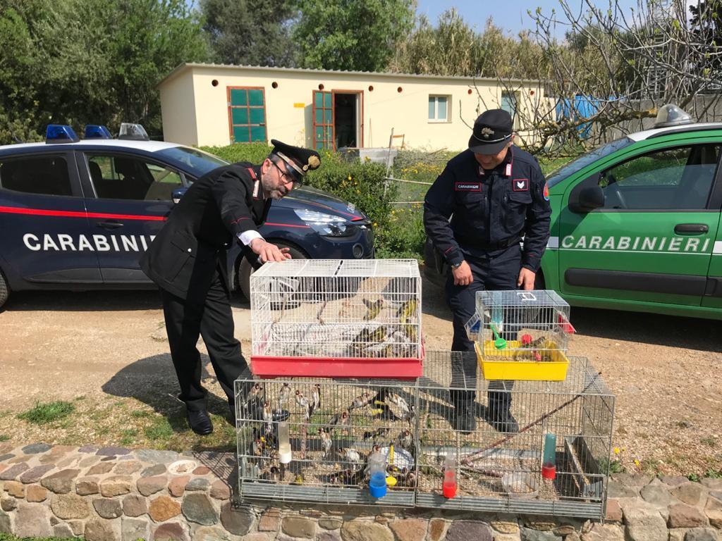 Quartucciu, usciva di casa per catturare uccellini: denunciato