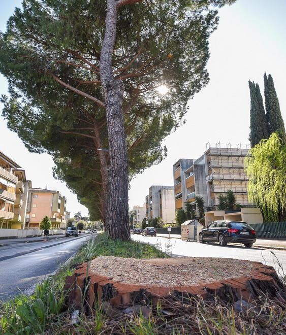 Oggi ricomincia l’abbattimento 