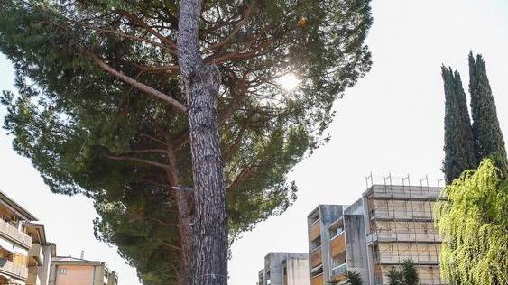 Oggi ricomincia l’abbattimento