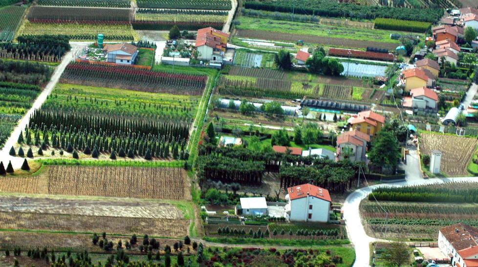 L'allarme dei vivaisti pistoiesi: «O recuperiamo a maggio e giugno oppure perdite incalcolabili» 