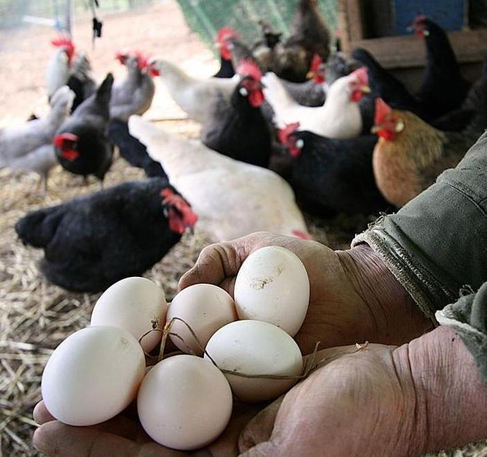 Uova di gallina porta a porta offerte dall’azienda Cerreta 