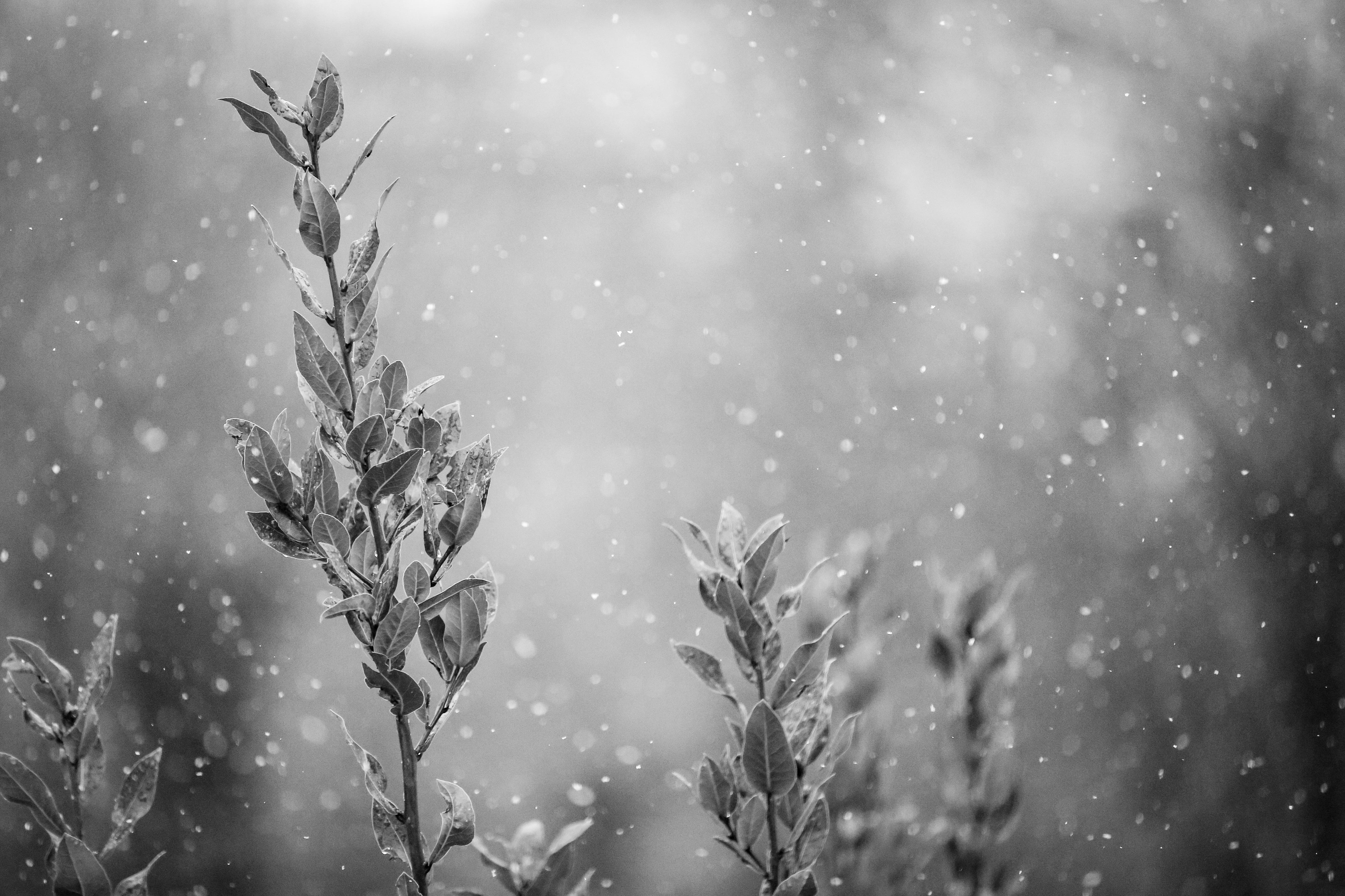Neve - Foto Diego Camola