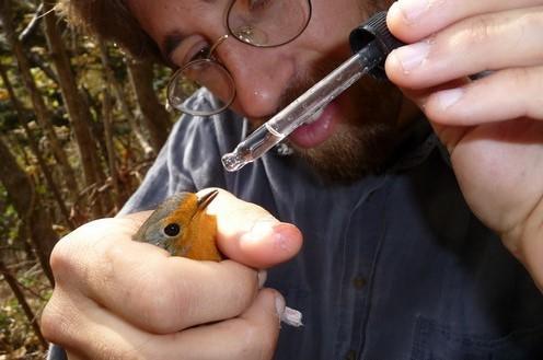Neanche il coronavirus ferma l'uccellagione: l'appello del Cabs
