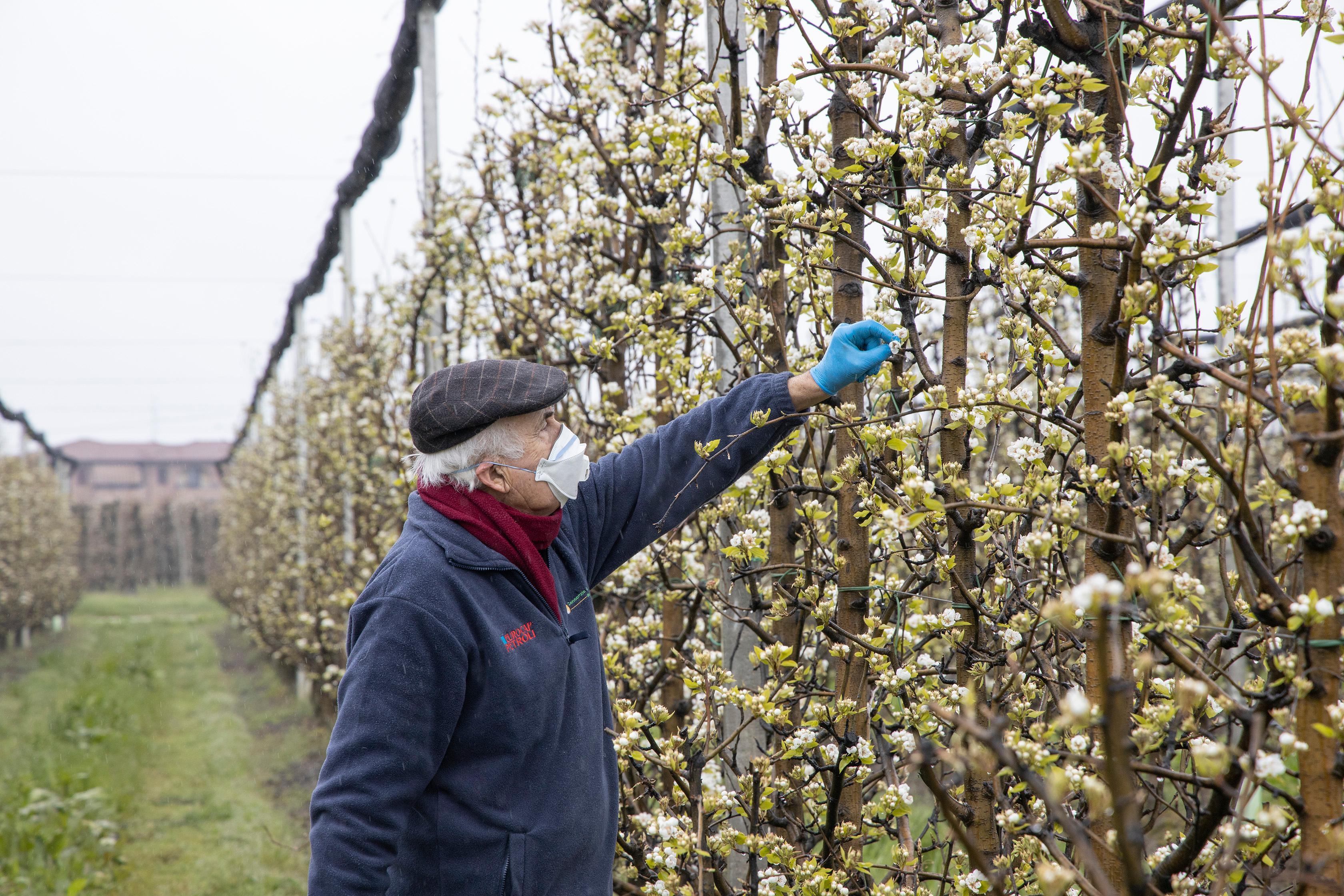 Vignola. Gelo e poi la neve La morsa mortale rischia di azzerare il 90% delle ciliegie