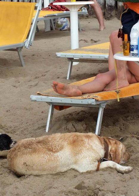 Spiaggia Dog beach, prorogata la gara
