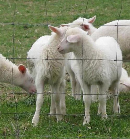 Carne di agnello, il consorzio chiede aiuto
