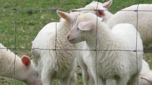 Carne di agnello, il consorzio chiede aiuto