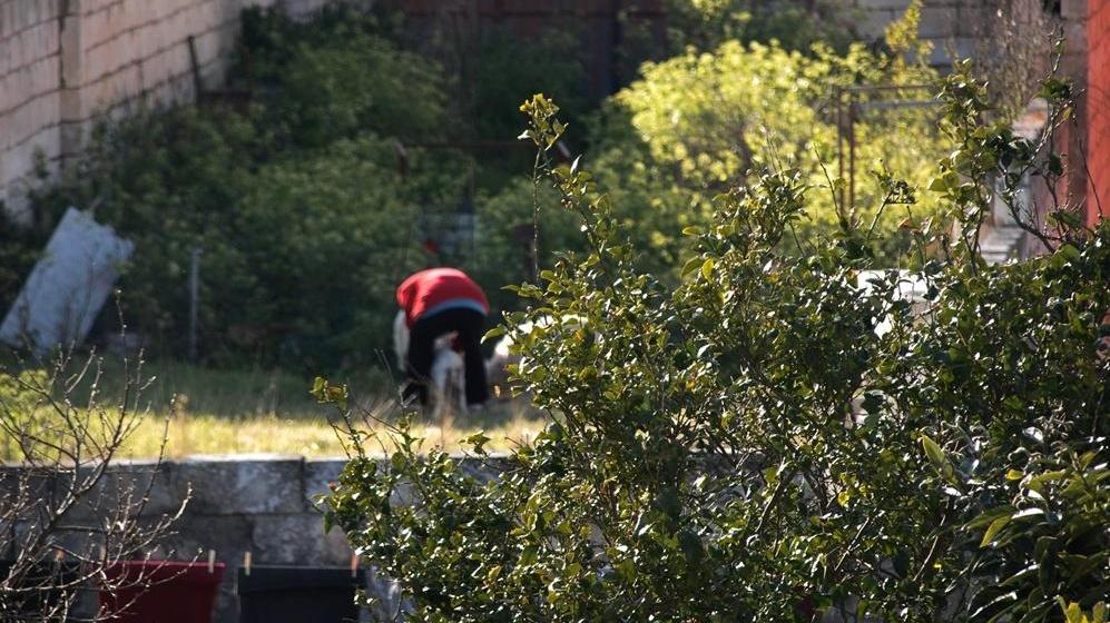 Pecore e agnello brucano in cortile