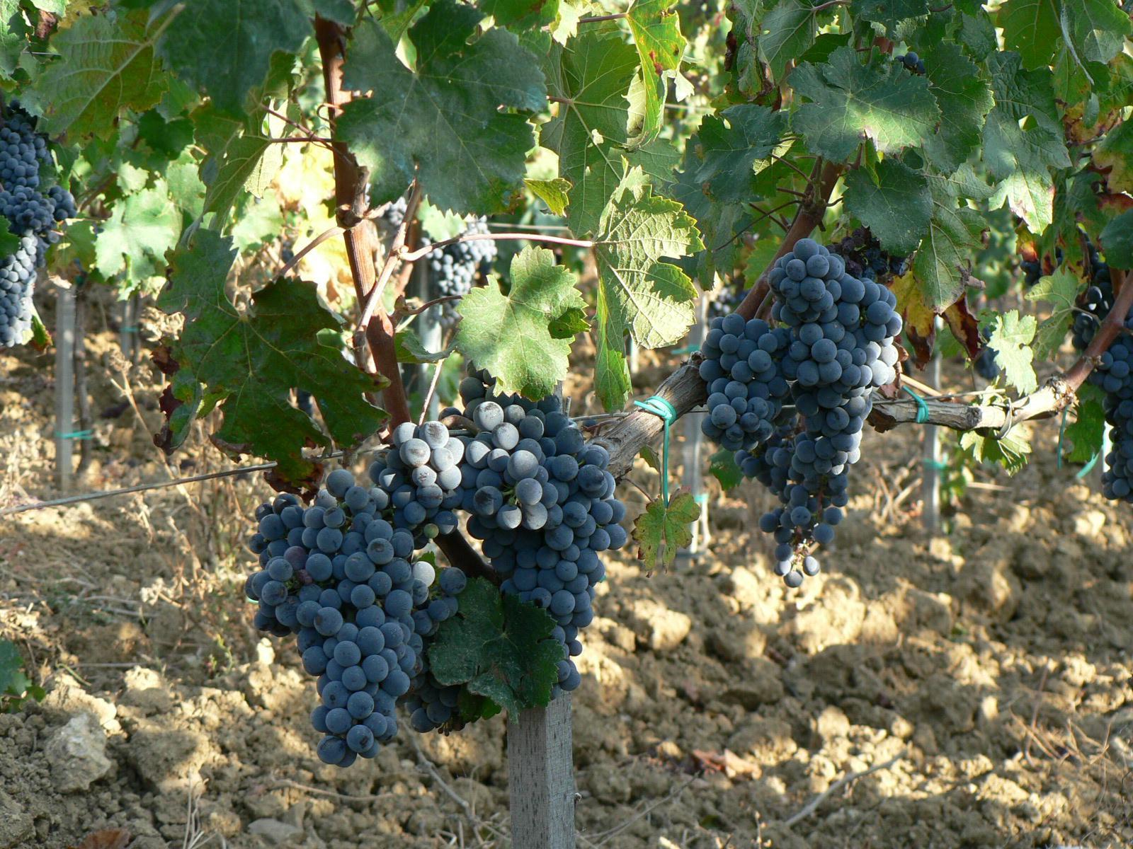 Vino, in ripresa l’export cinese: ma l’enoturismo è in allarme 