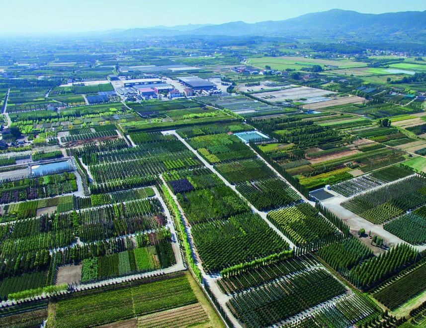 Via libera alla vendita di semi, piante e fiori 