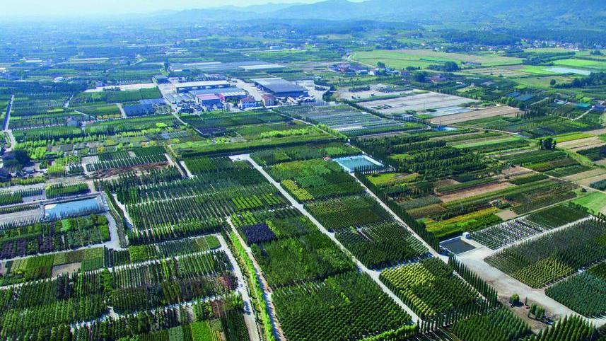 Via libera alla vendita di semi, piante e fiori