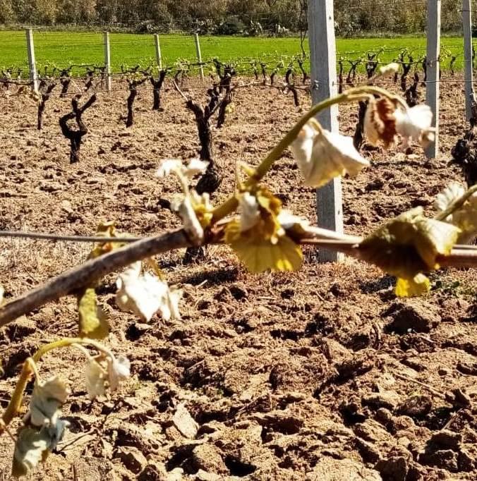 Il gelo arriva a primavera e distrugge i vitigni 