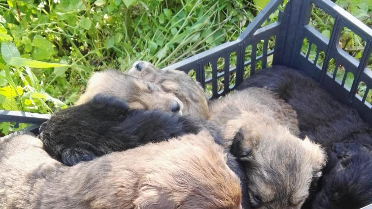 Sassari, sei cuccioli abbandonati in una cassetta di plastica: salvati dai barracelli