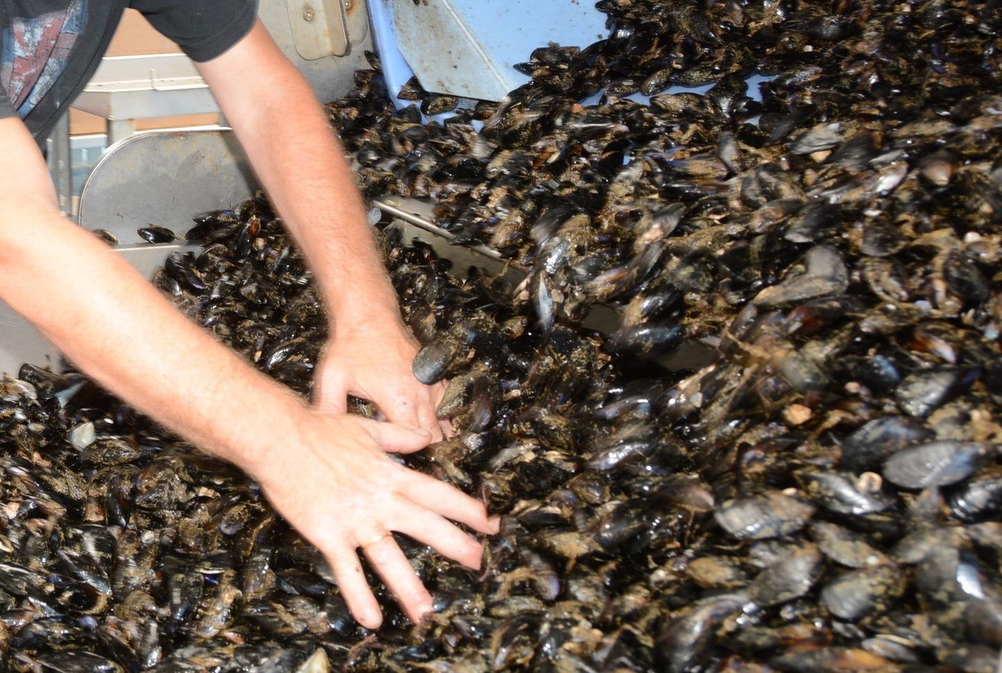 Cozze, il virus guasta il centenario 