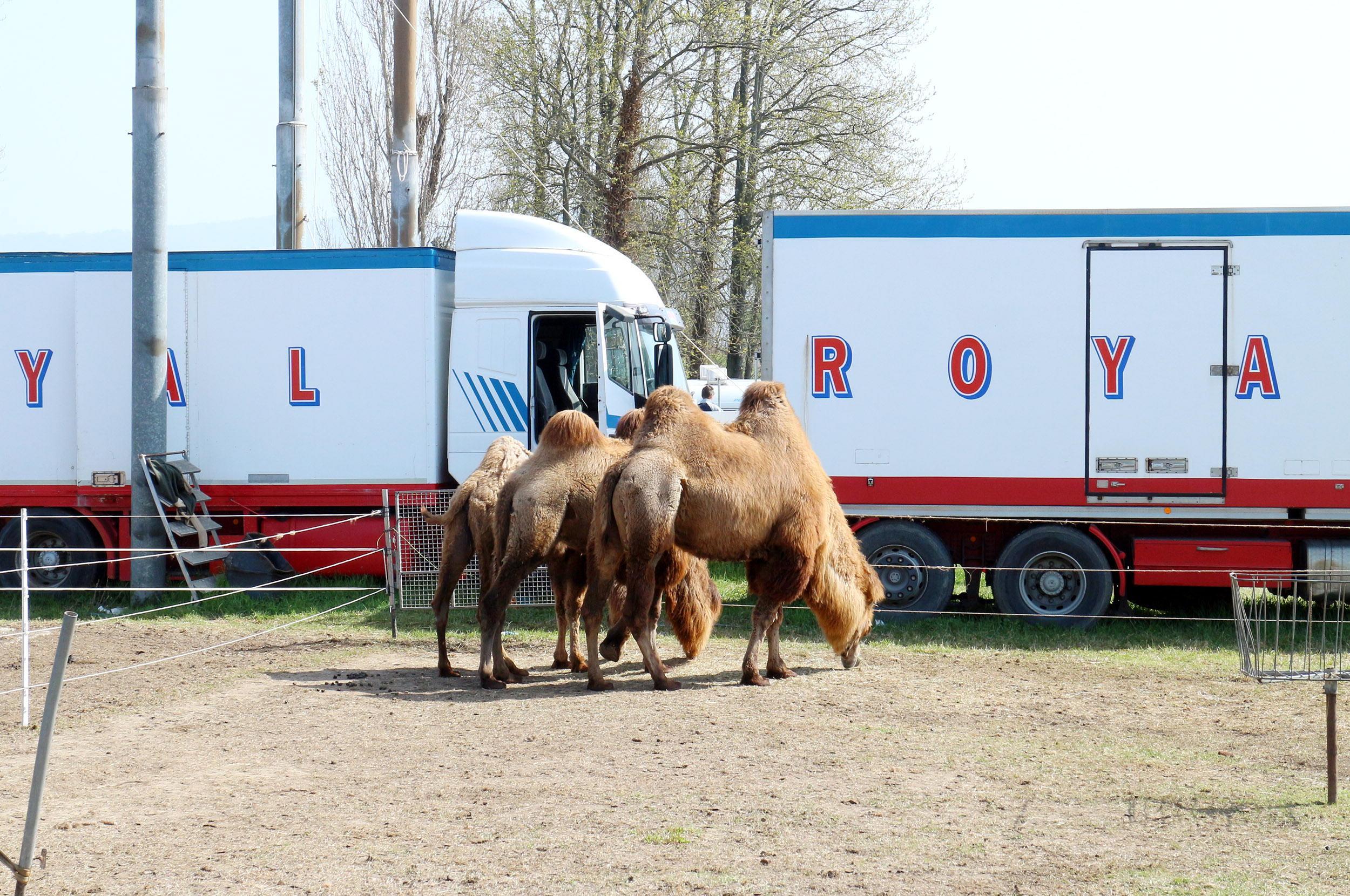 Gli animali dell’Imperial Royal Circus bloccato a Mondolandia Village, da circa un mese (foto Paolo Nucci)