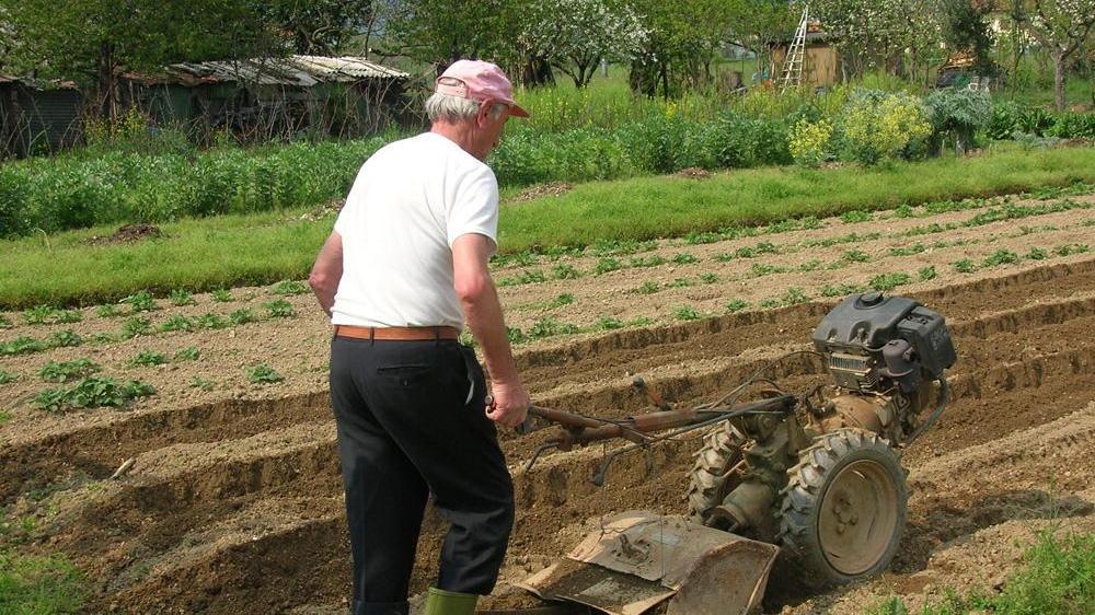 Anche i parenti al lavoro nei campi