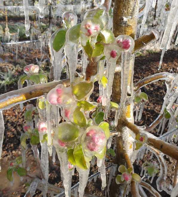 Il gelo distrugge la frutticultura Danni per 130 milioni di euro 