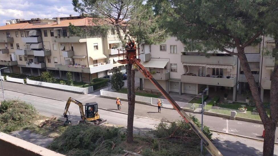 Ultimi otto pini in via Mascagni Sopralluogo dell’Asl al cantiere
