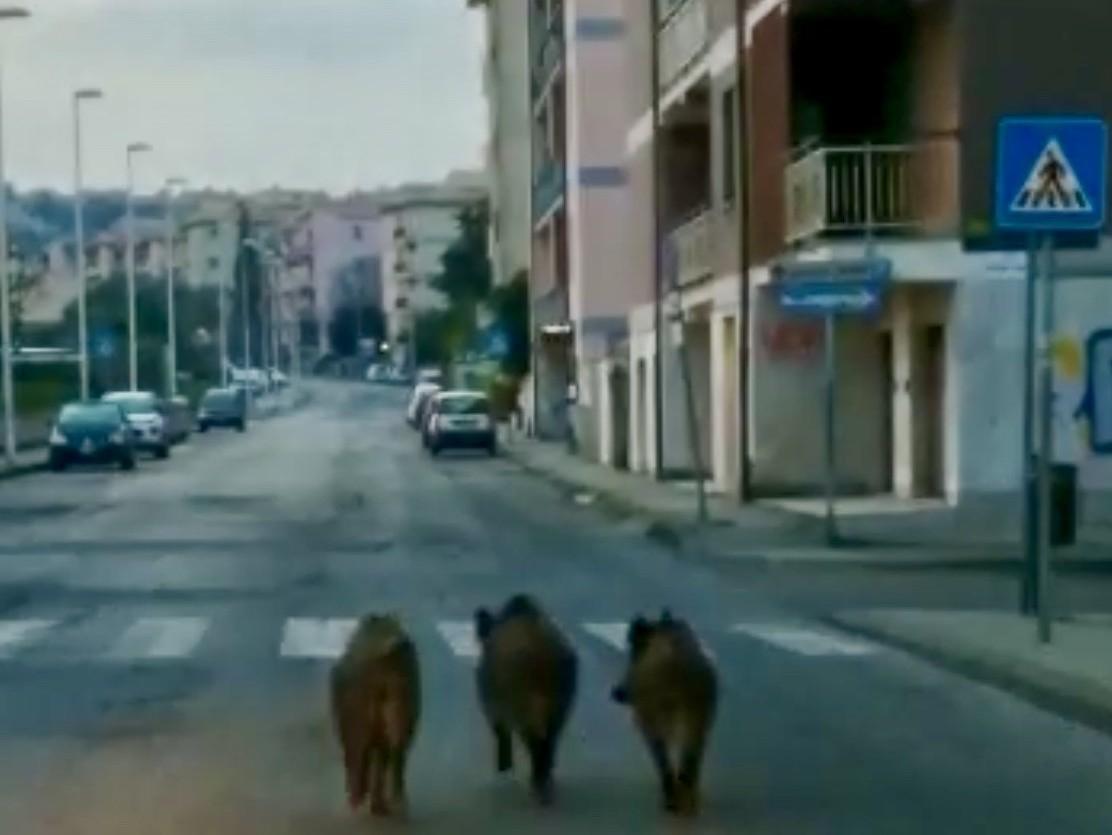 Cinghiali a spasso per via Luna e Sole 