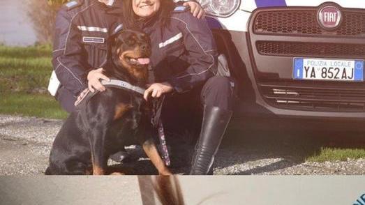 Animali, i proprietari sono ricoverati per Covid, la cagnolina Lilli aiutata dalla polizia locale