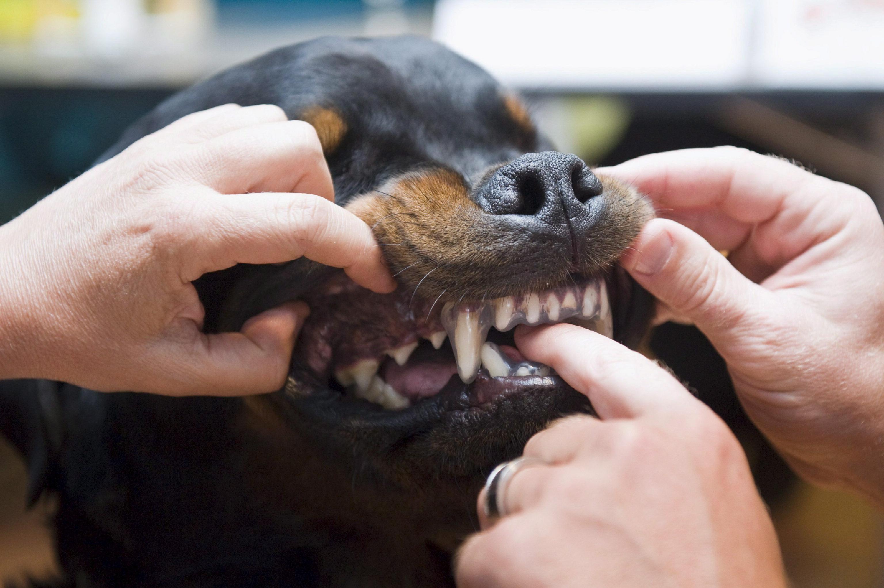 Il padre dello spacciatore aizza un rottweiler contro i carabinieri