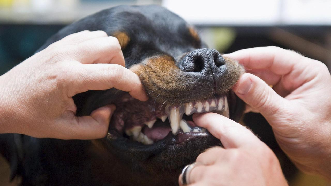 Il padre dello spacciatore aizza un rottweiler contro i carabinieri